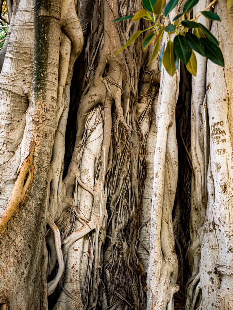 verwachsene Baumstämme
