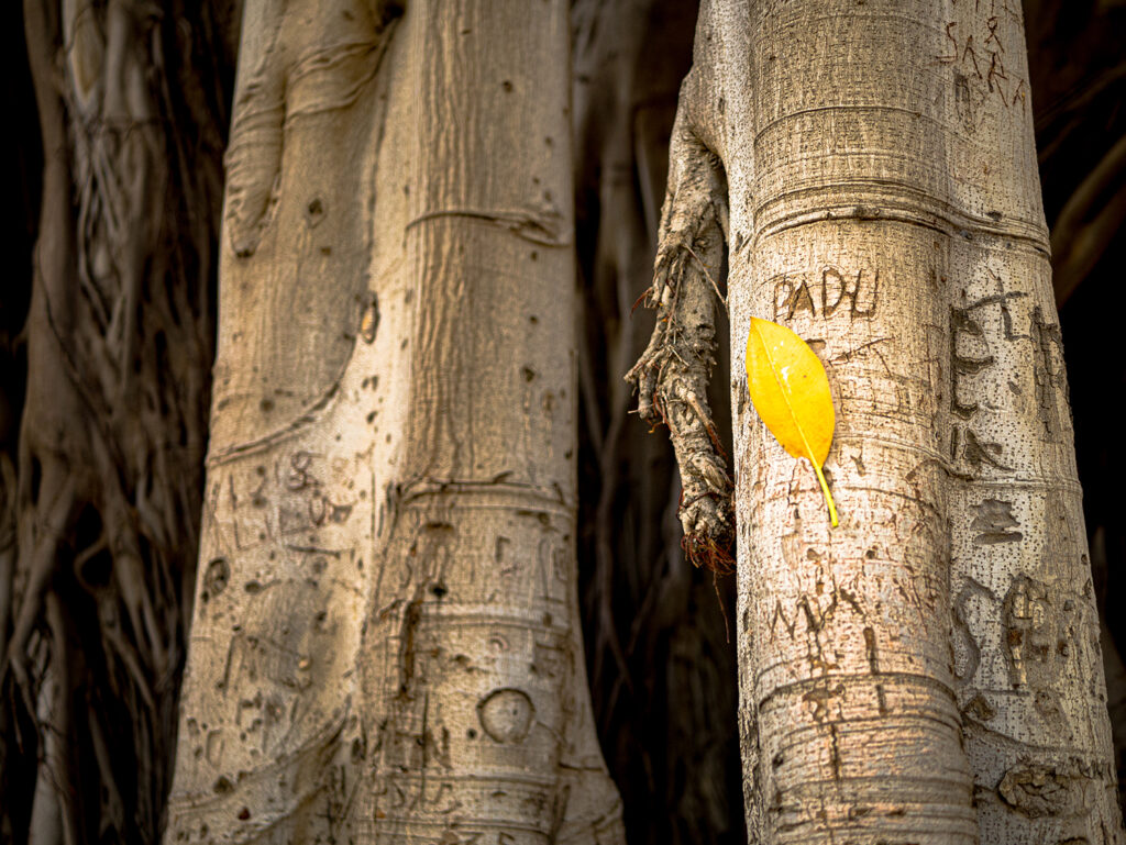 Baustamm Nahaufnahme