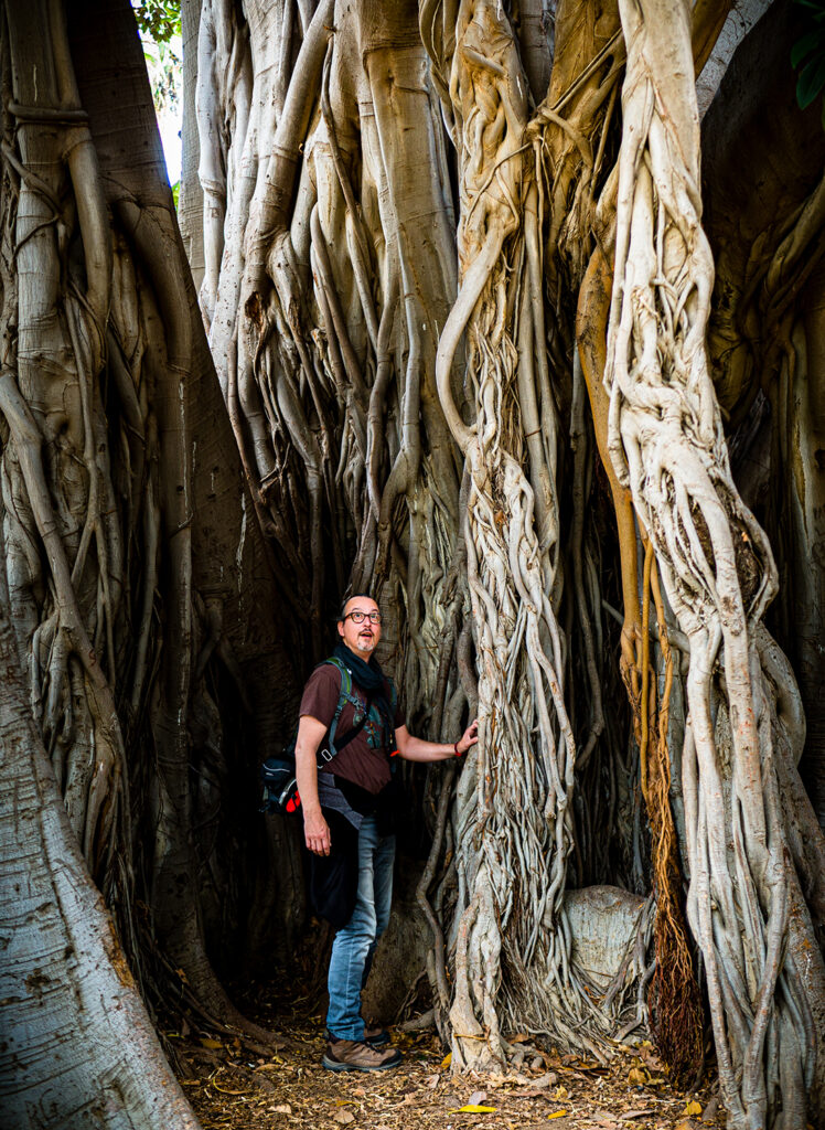 Mann steht zwischen hohen Bäumen