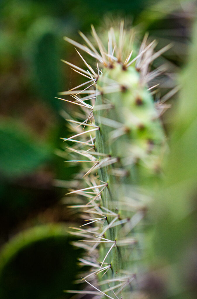 Kaktusstacheln