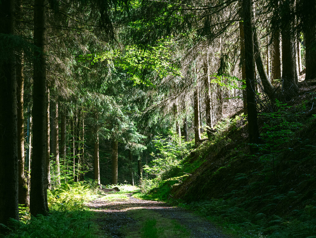 lichtdurchfluteter Wald