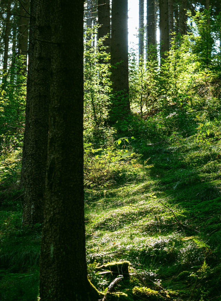 lichtdurchfluteter Wald