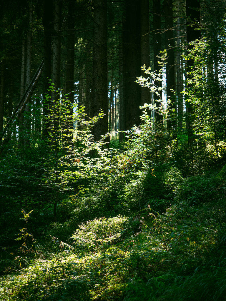lichtdurchfluteter Wald