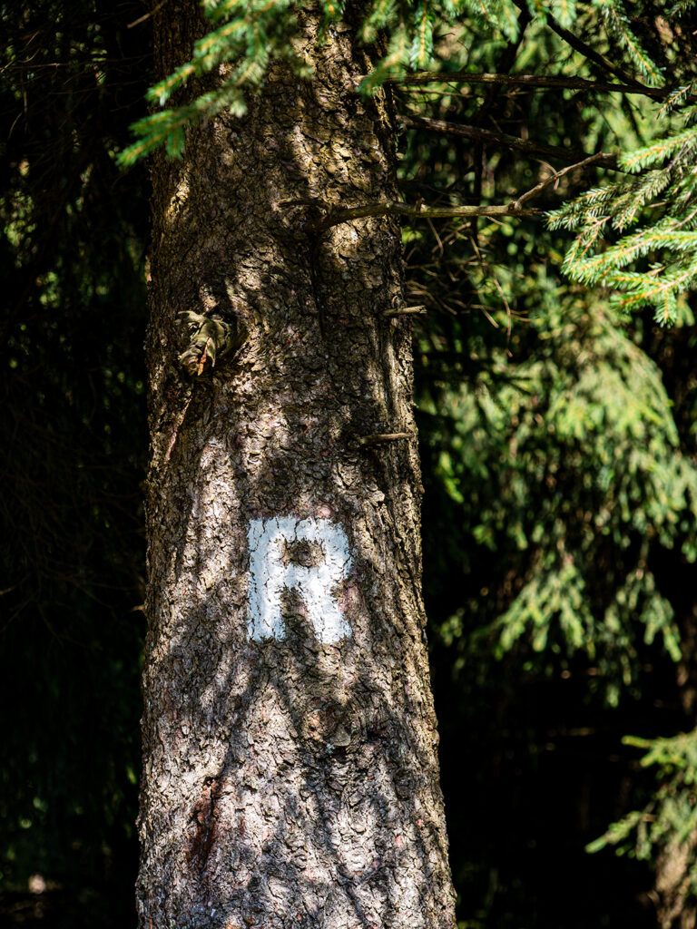 "R" am Baumstamm