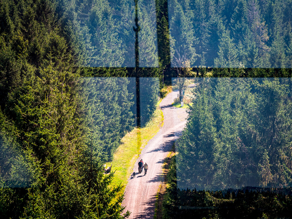 Blick über den Wald