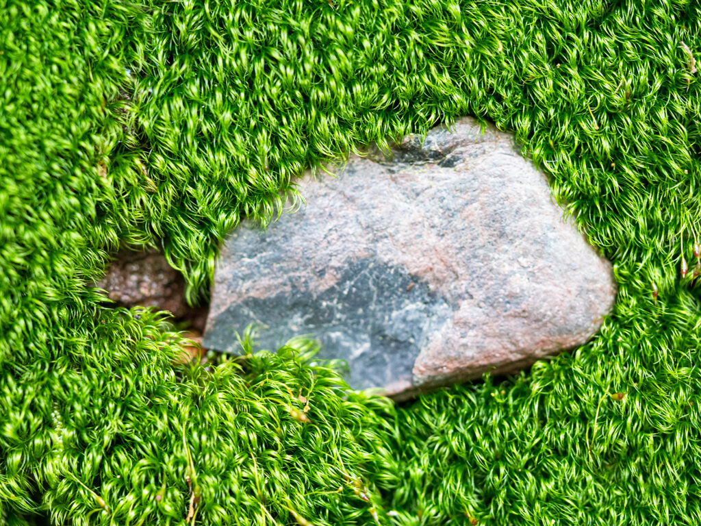 grüne Pflanzen Makro