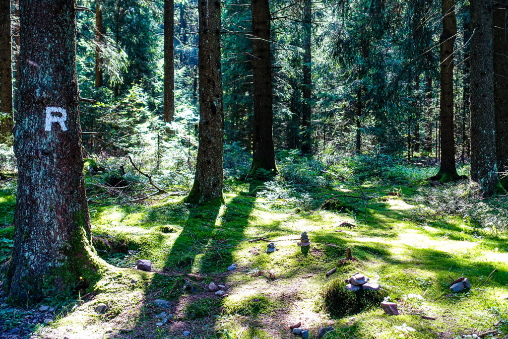 Wald mit Wegmarkierung