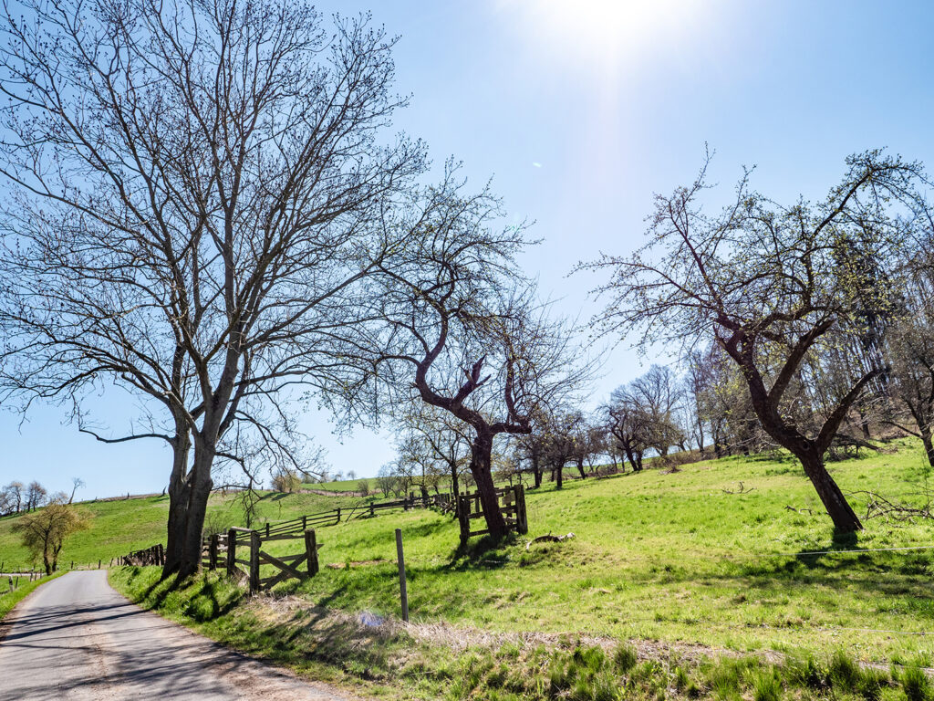 hügelige Landschaft mit Bäumen