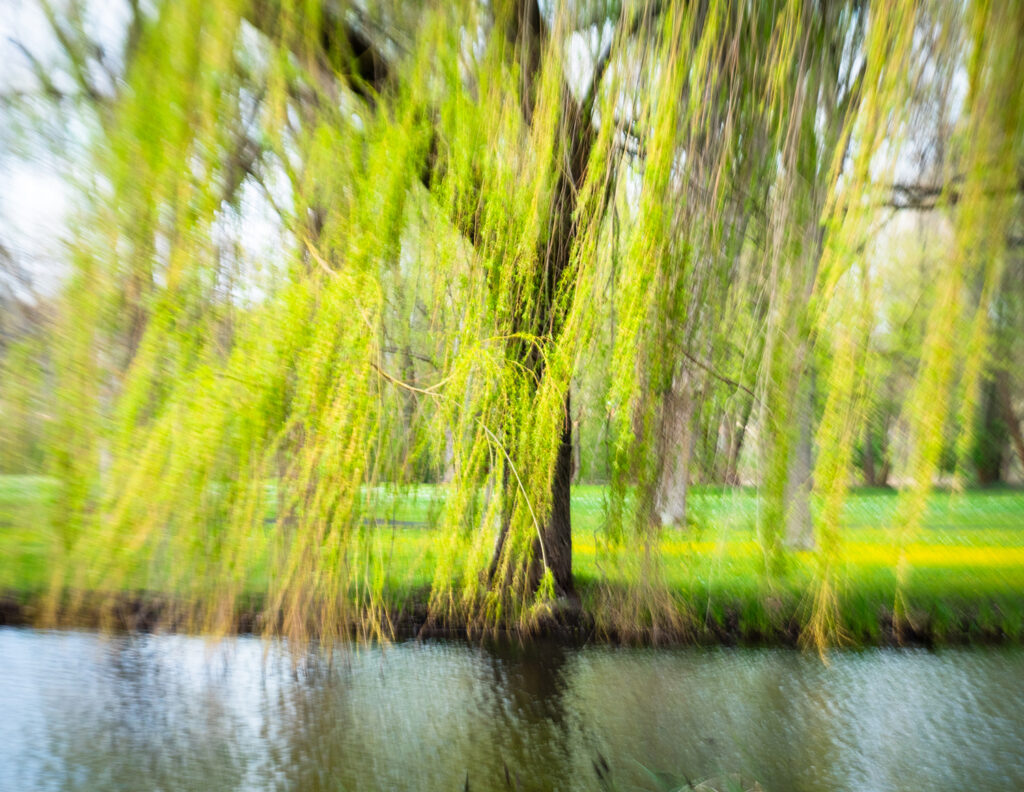 bewegungsunscharf: Weide