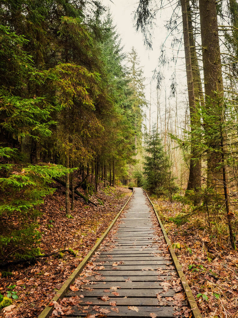 Wanderweg aus Holz
