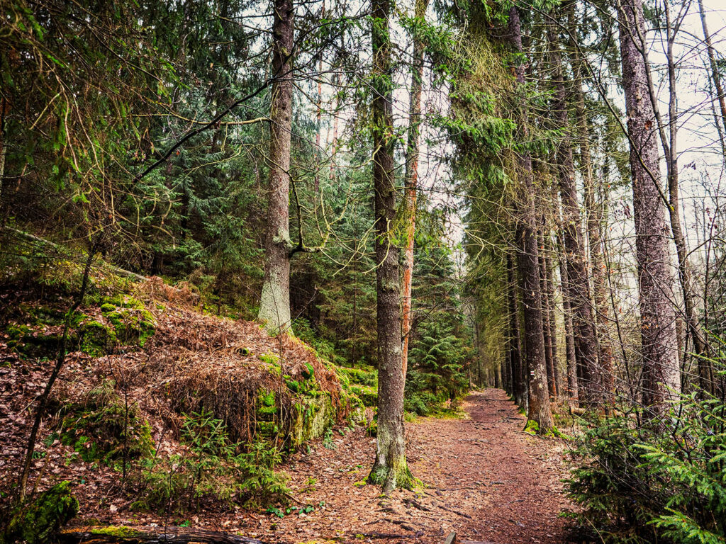 Waldweg
