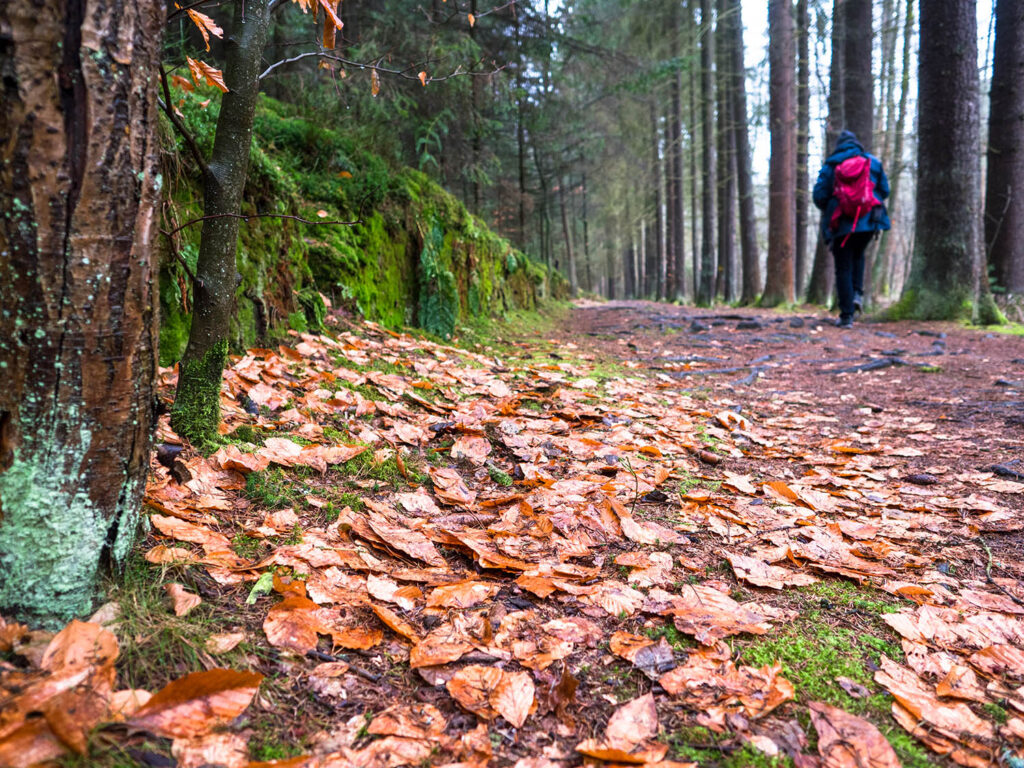 Wald