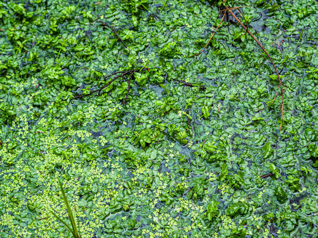 Wasserpflanzen