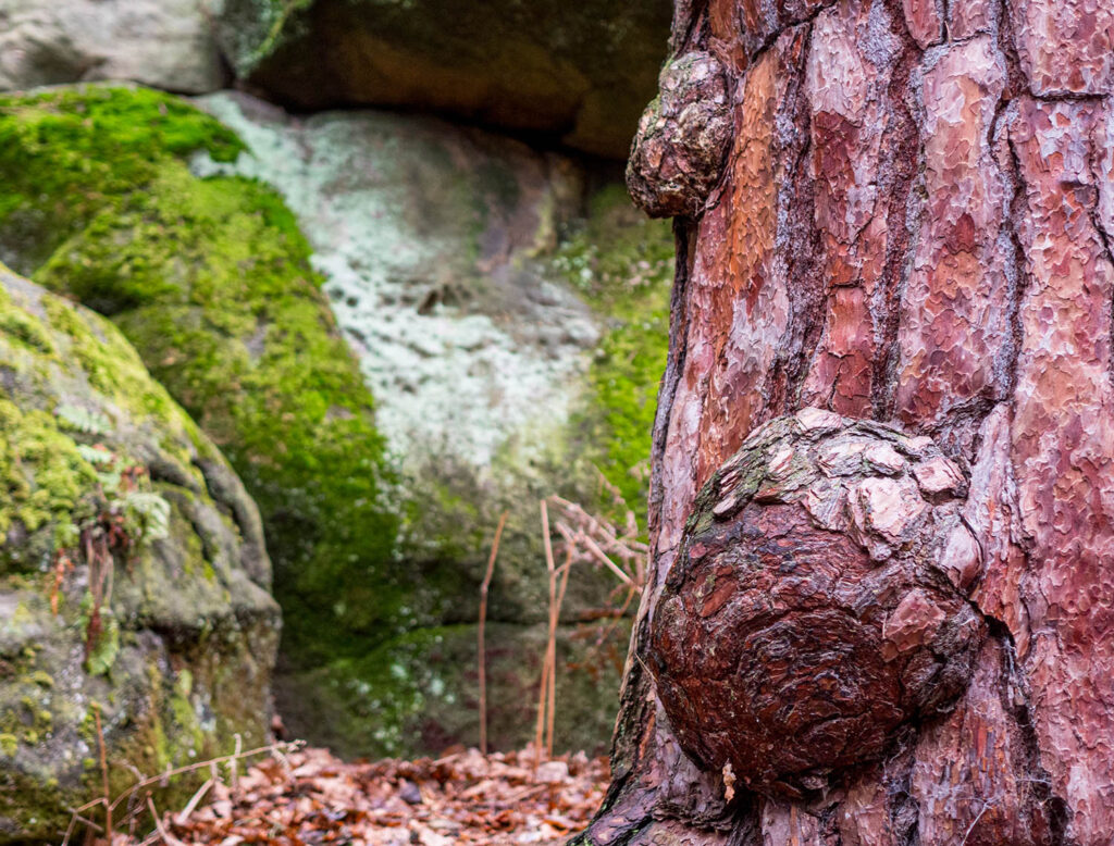 Baumstamm und Felsen