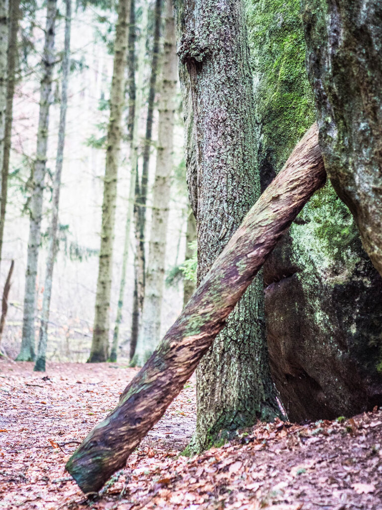 Baustamm im Wald