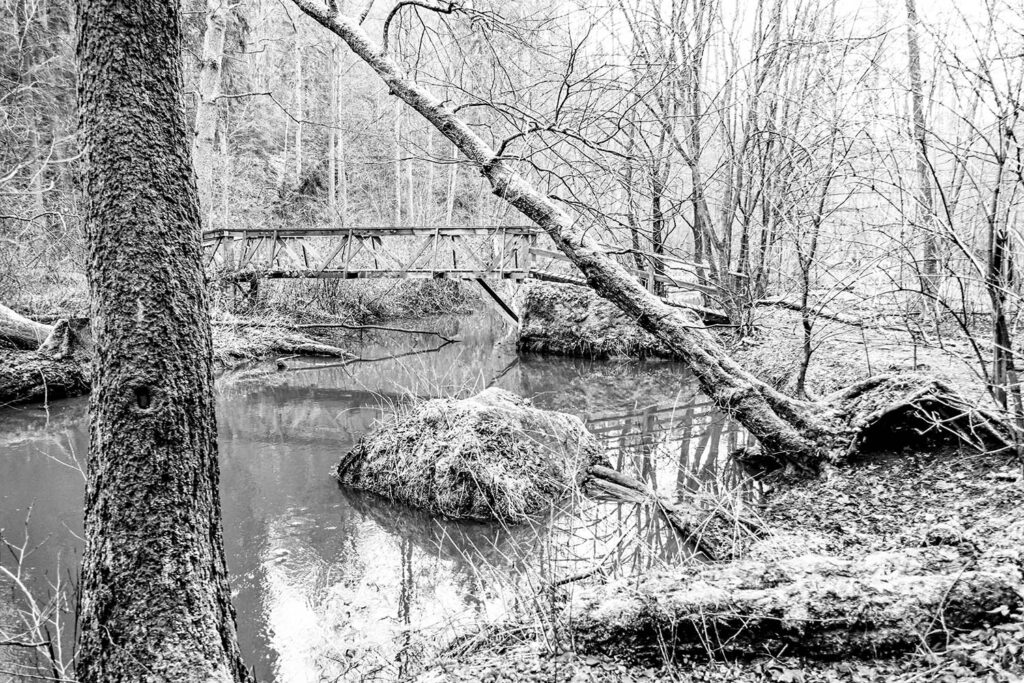 Waldlandschaft mit Bach