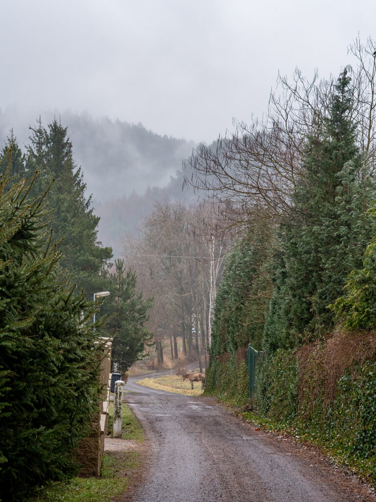 vernebelter Weg