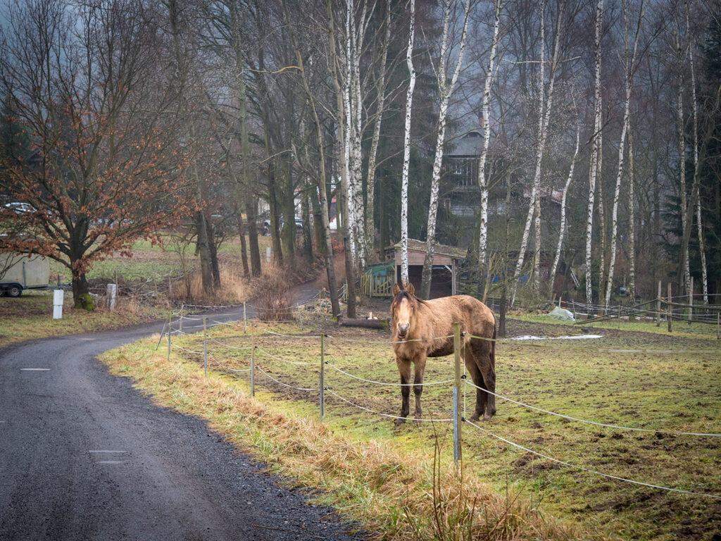 Pferd auf der Koppel