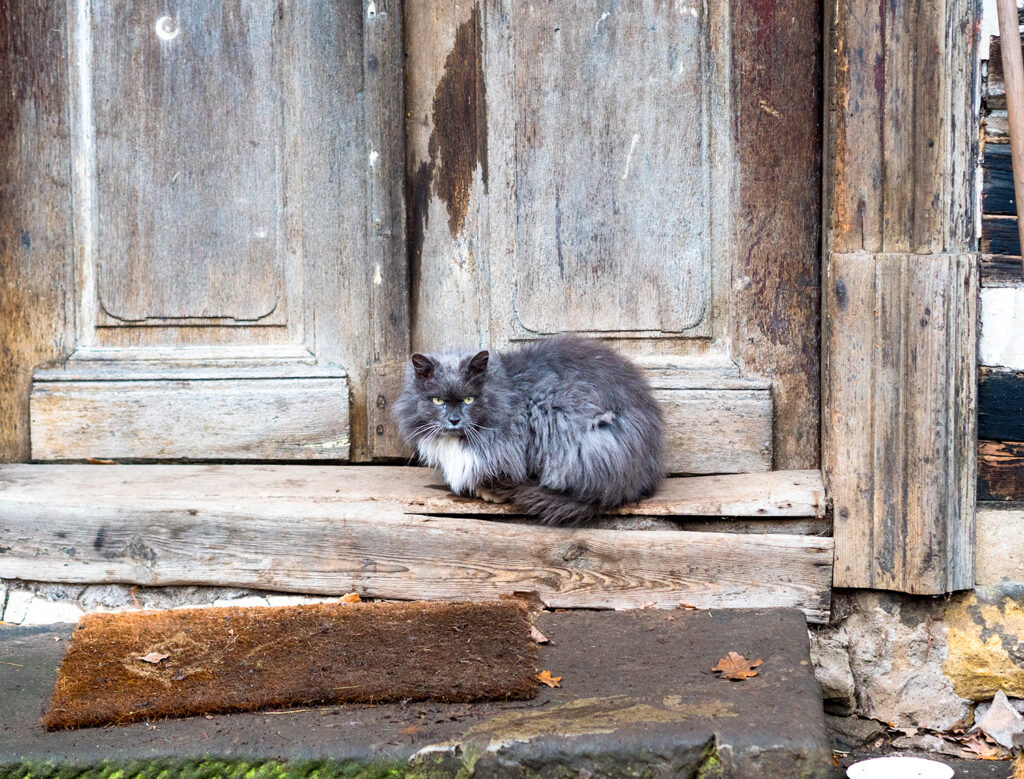 graue Katze