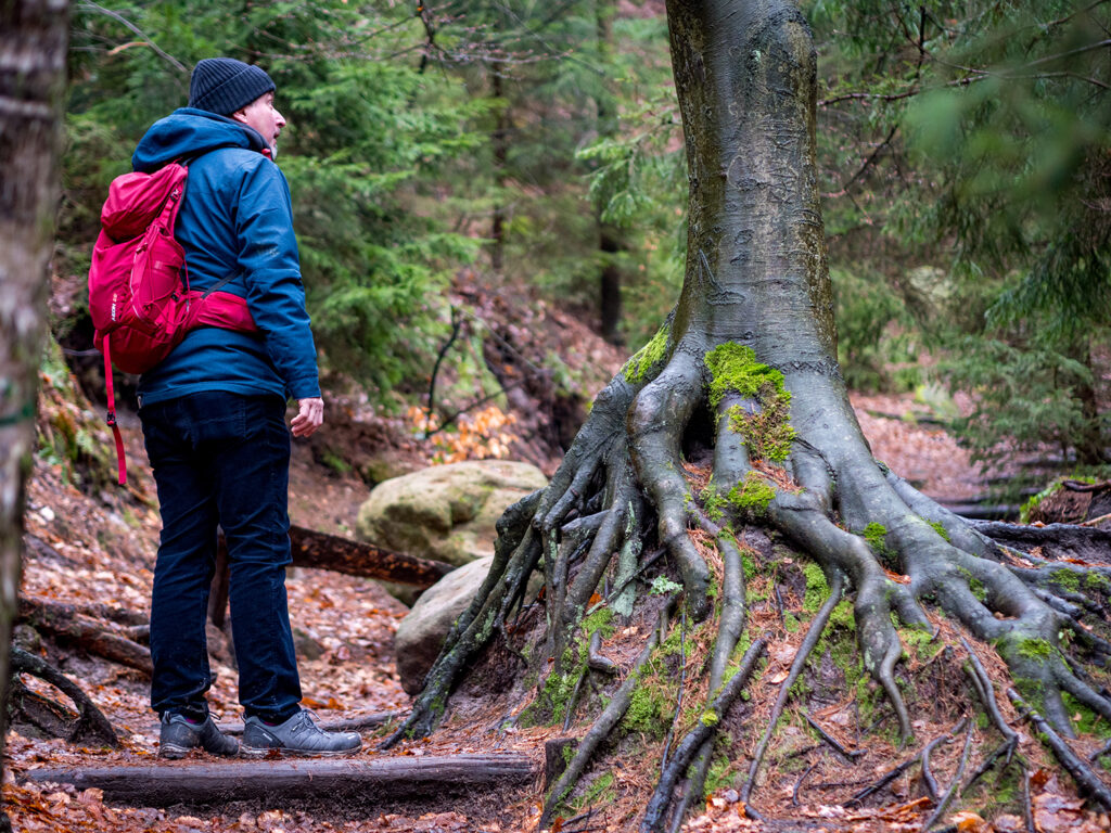 Baum mit großen Wurzeln