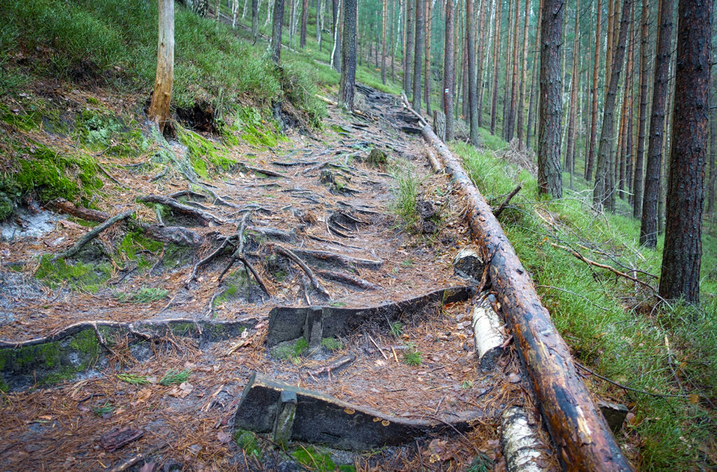 Wald