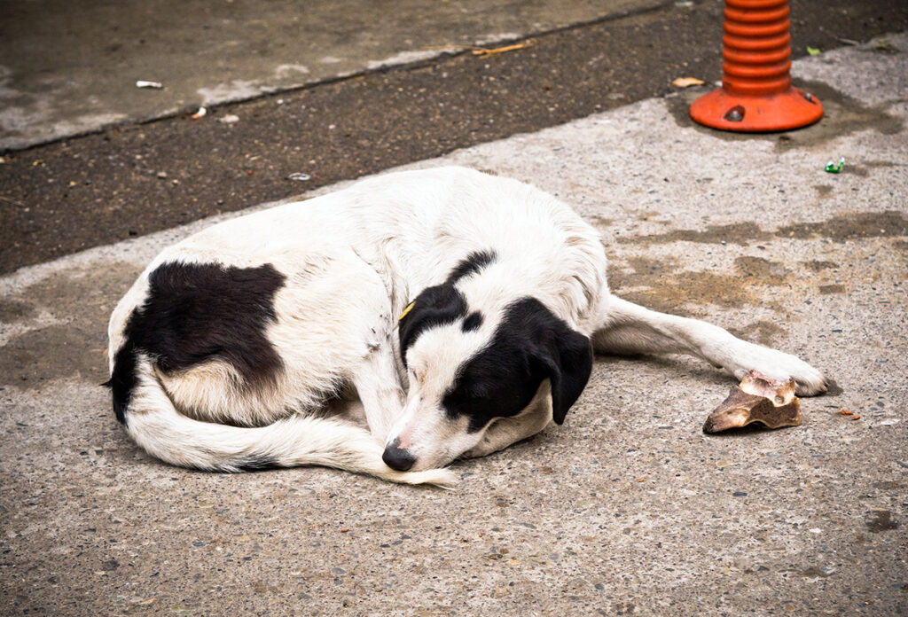 Straßenhund