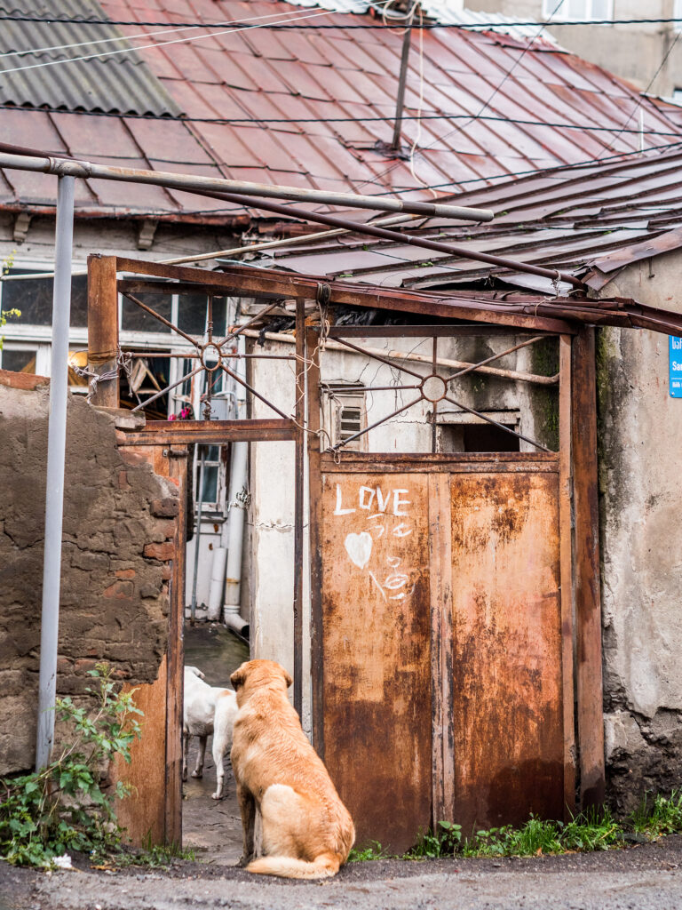 verliebte Hunde