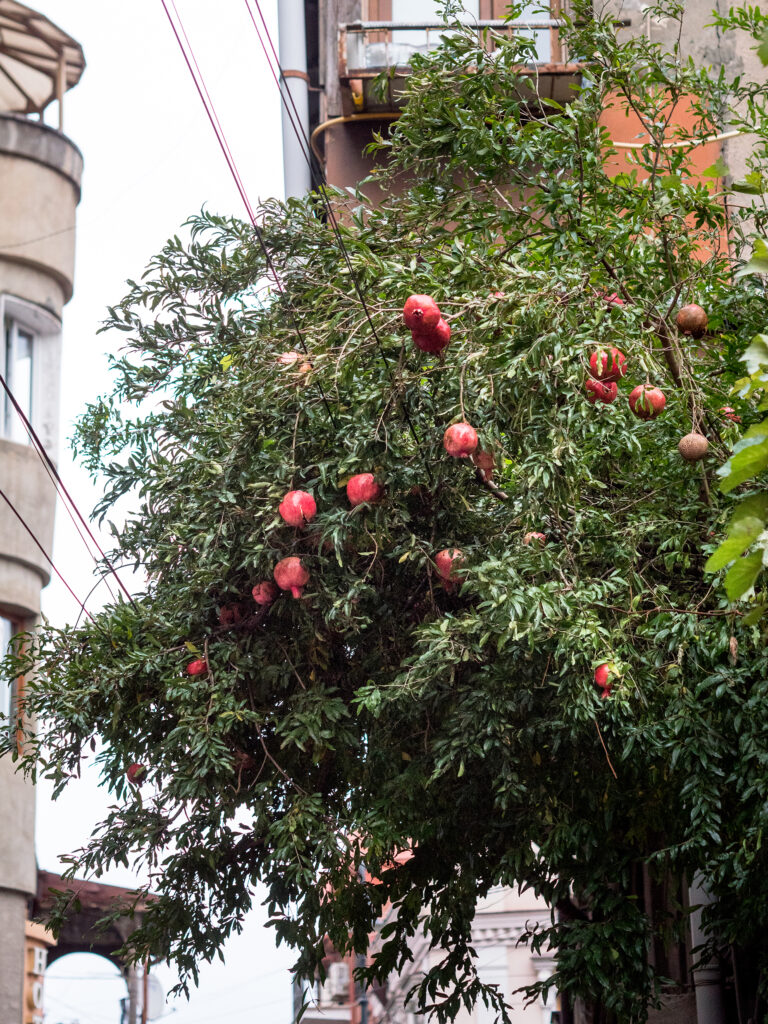Granatapfelbaum