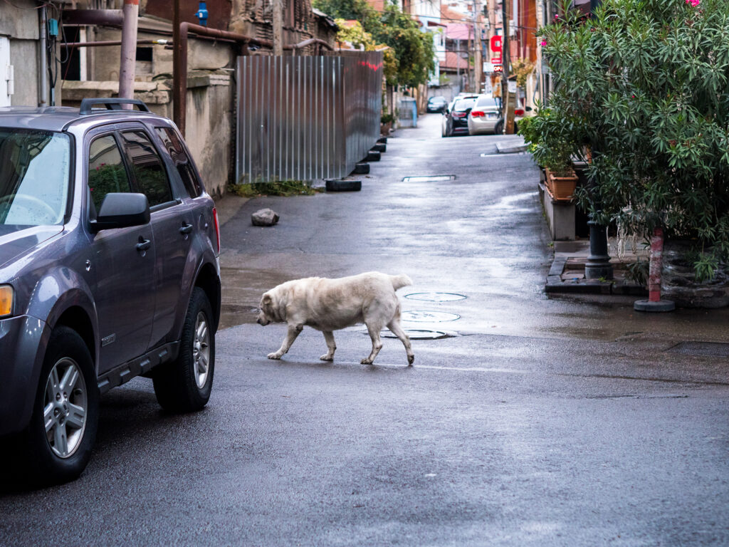 weißer Straßenhund