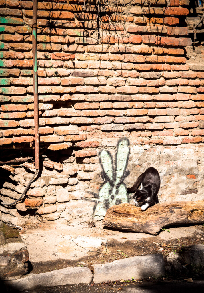 Katze auf Baumstamm