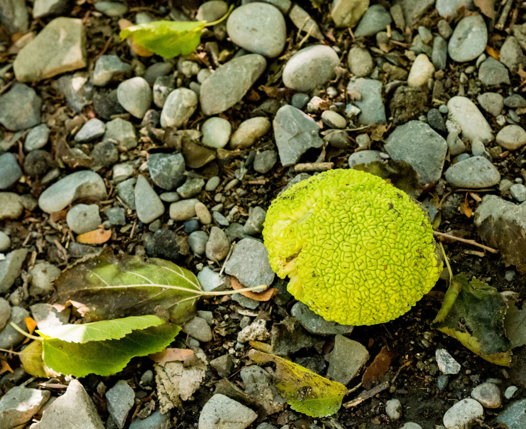 Milchorangenfrucht