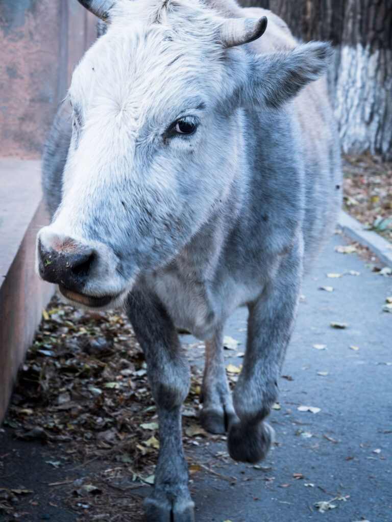 Rind in Nahaufnahme