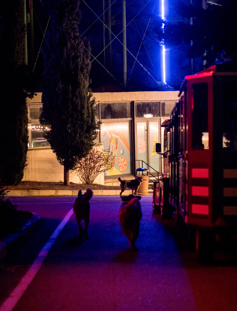 Straßenhunde