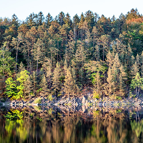 Bäume am See