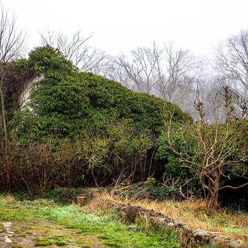 zugewachsener Garten