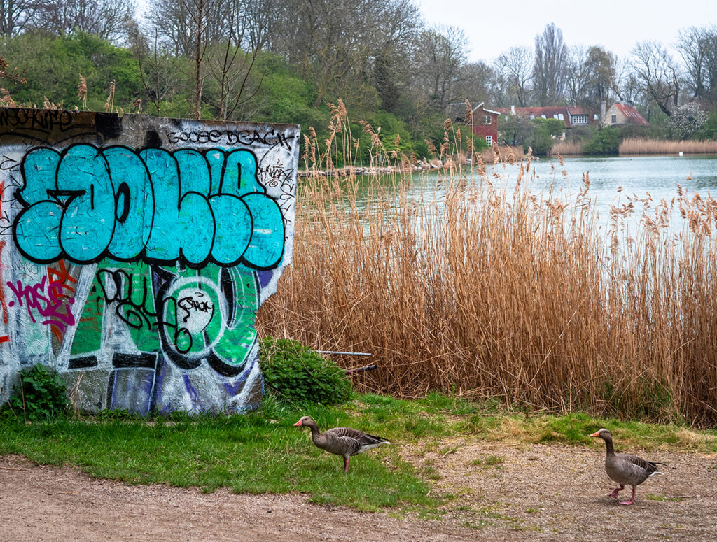 Gewässer mit Gänsen