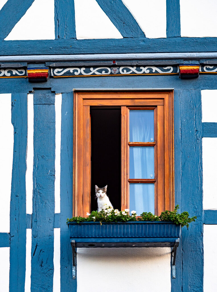 Katze am offenen Fenster