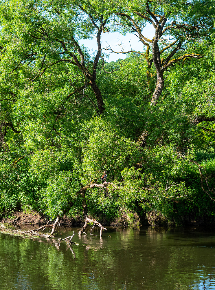 Bäume am Fluss