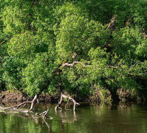 Baum am Wasser