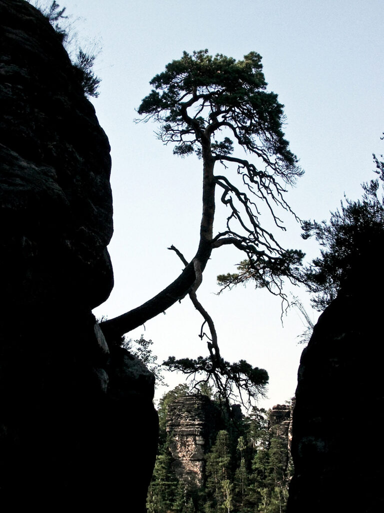 Silhouette Baum