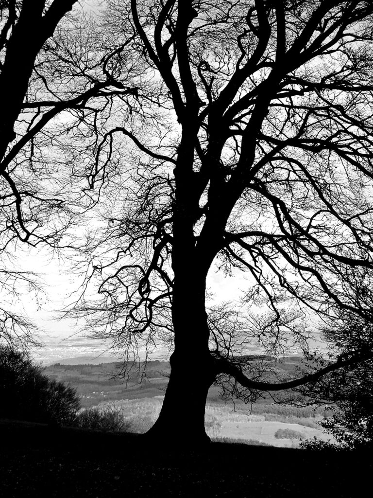 Baum als Silhouette