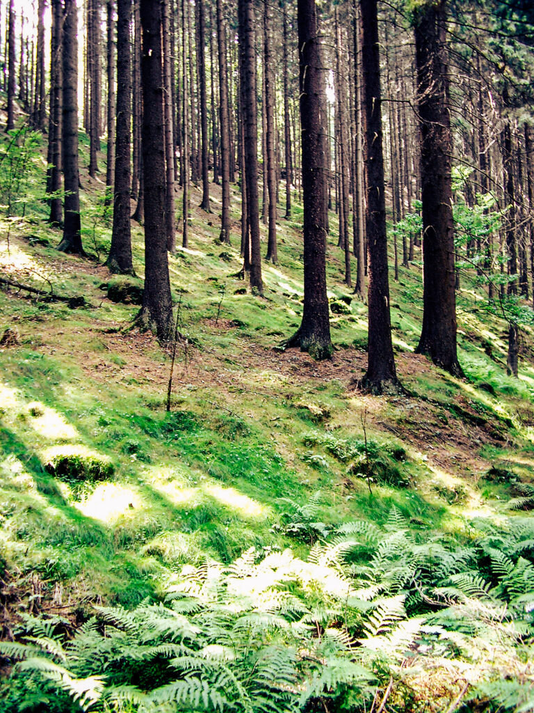 Wald