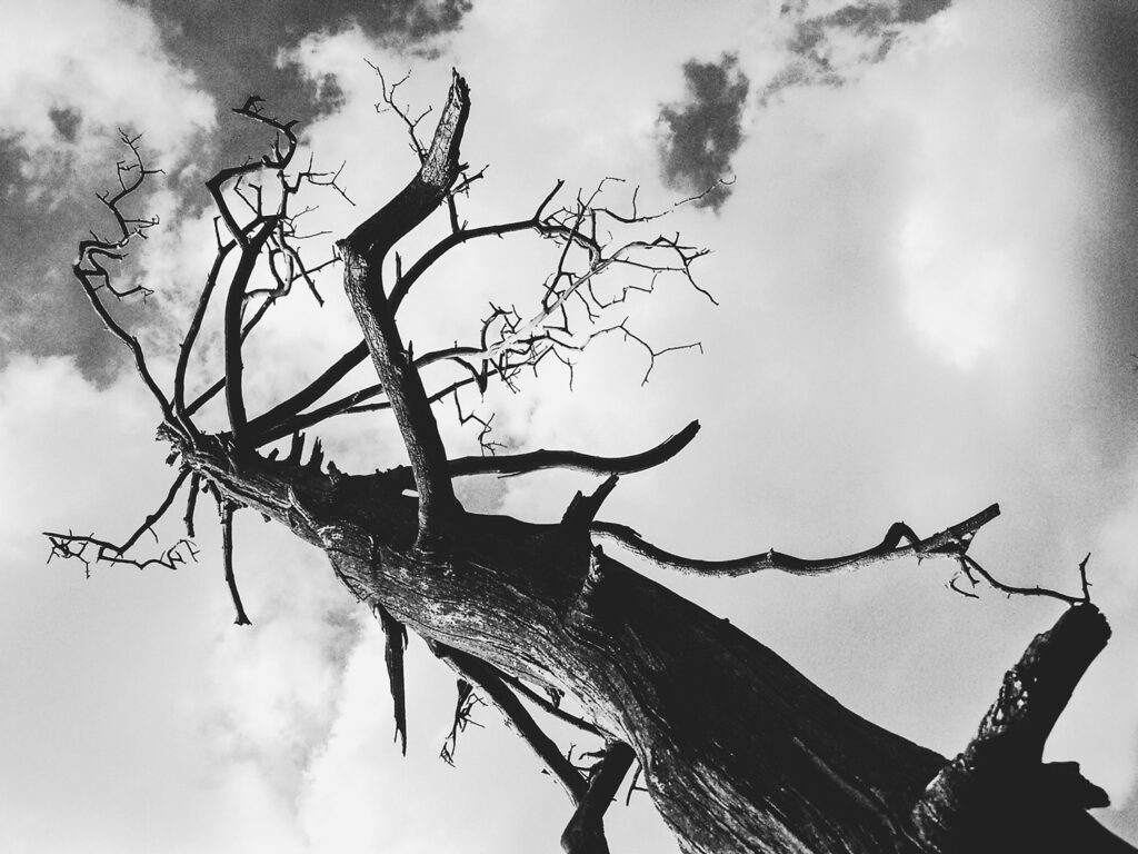 kahler Baum in schwarz-weiß