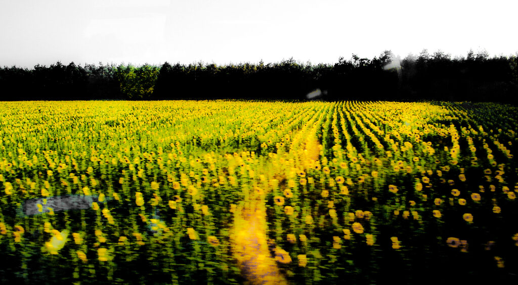 Sonnenblumenfeld